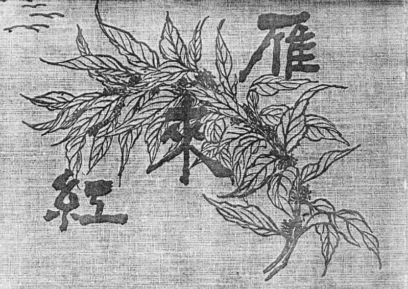 1903年，国内大学第一个年刊《雁来红》创刊